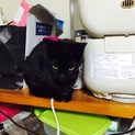 美人な黒猫
