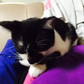 白黒ブチ猫