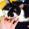 白黒ブチ猫 サムネイル2
