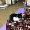 白黒ブチ猫 サムネイル3