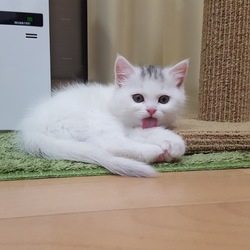 「我が家に来て1週間」サムネイル2