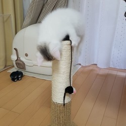 「我が家に来て1週間」サムネイル3