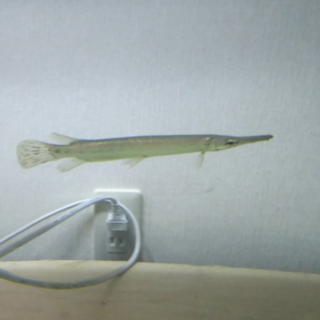 スポッテッドガー