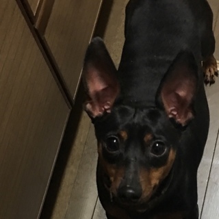 ミニチュアピンシャー 2歳 オス 