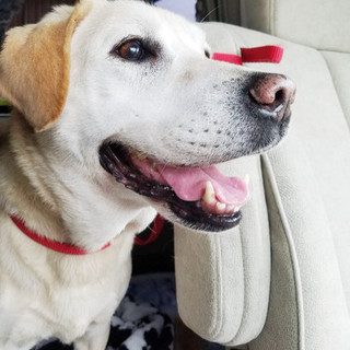 ラブラドール レトリーバー 犬 の里親募集情報 9ページ目 ペットのおうち 月間利用者150万人