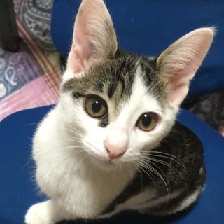 2.5ヶ月キジ白スリムな美形猫ちゃん