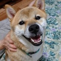 スマイル王子　とても聡明な柴犬です　