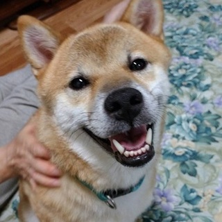 スマイル王子　とても聡明な柴犬です　