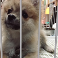 チャッピー