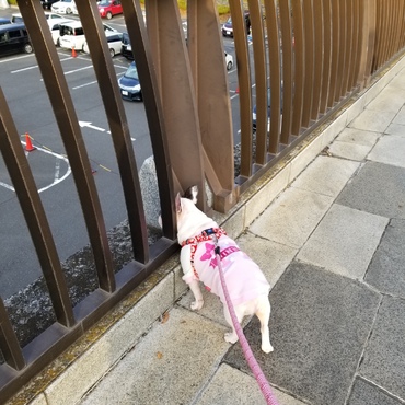 お外を見るのが好き