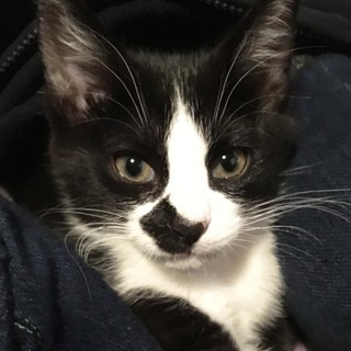 2.5ヶ月黒白ふわふわもちもち可愛いオス猫