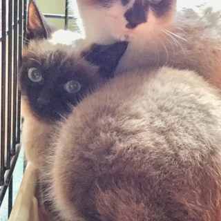 シャム似の可愛い子猫