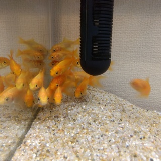 金魚の子供達の里親を探しています！