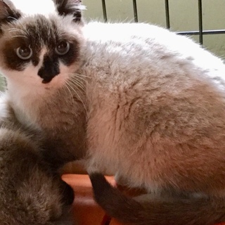 シャム似の可愛い子猫no.2