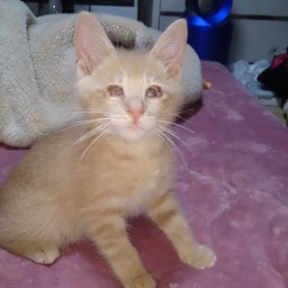 近所で生まれた子ネコを保護