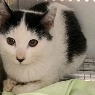 ハッちゃん模様の子猫ちゃん