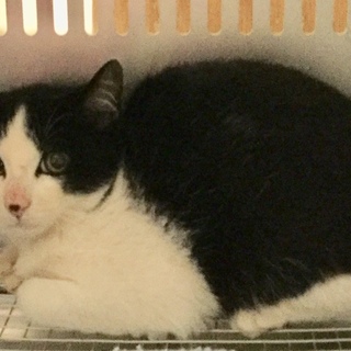 綺麗なハチワレ子猫ちゃん