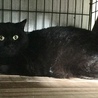 綺麗な黒猫 サムネイル4