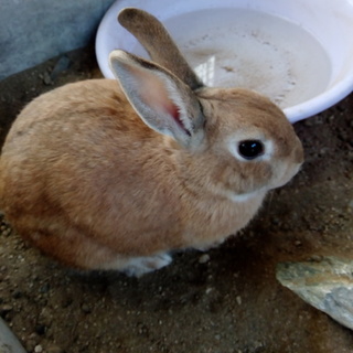 性別見誤りで増えた雌うさぎ達(残り2羽)