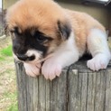 ホクロのような模様がチャームポイントなエムちゃん