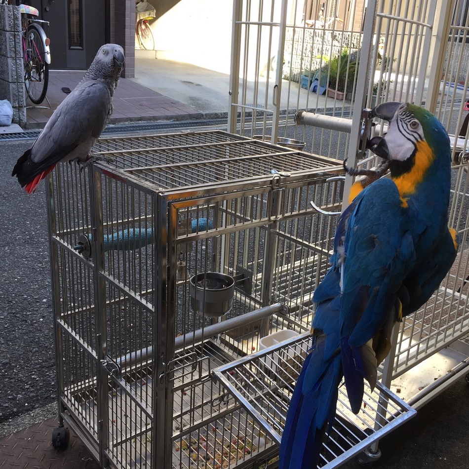 ルルちゃんのカバー写真