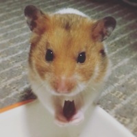 ハムすけ