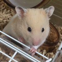 ラテ