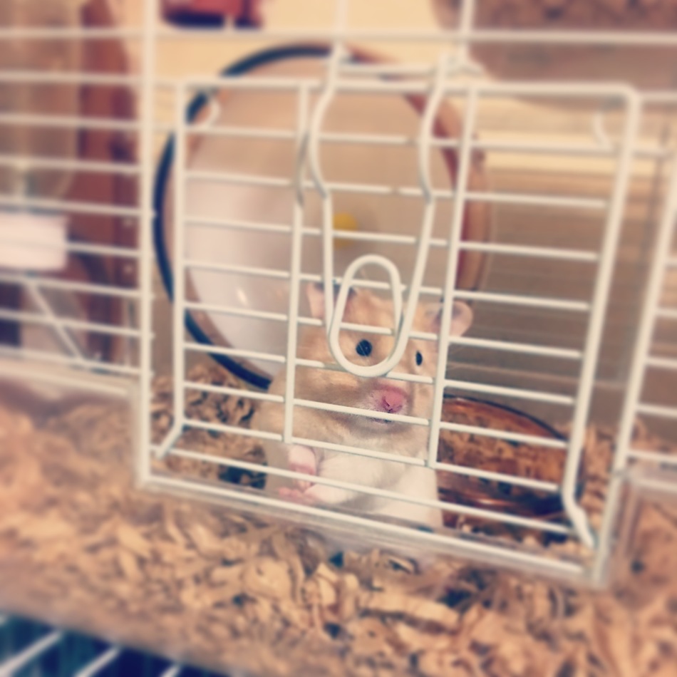 ラテのカバー写真