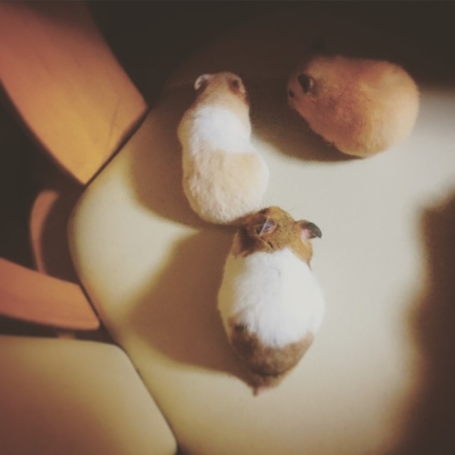 岡ぴーのカバー写真