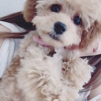 ひまわり