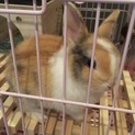 うさぎ