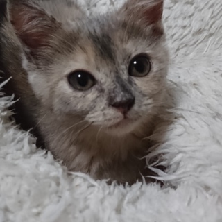 もふもふこの子何色？