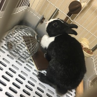 ピンクの鼻、黒白毛色のうさぎの里親募集中。