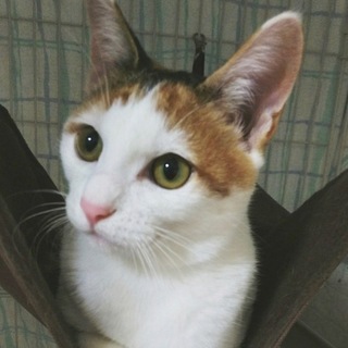 三毛のサクラちゃん