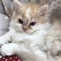 もうすぐ3カ月の子猫です。