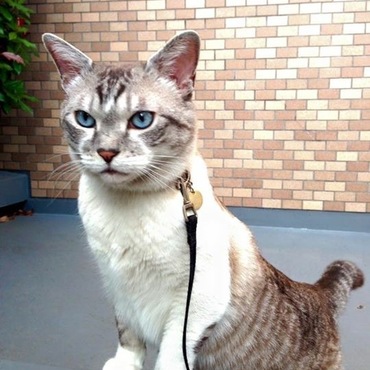 散歩大好きなトトくん。新入りハチワレくんを受け入れてくれません。