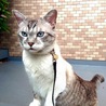 散歩大好きなトトくん。新入りハチワレくんを受け入れてくれません。