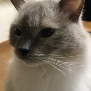 クールな甘えん坊です