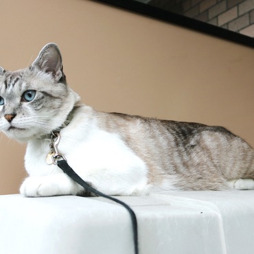 福島の震災で家をなくし、我が家にやってきたトト。3歳、大人になってから去勢したからか、オスらしく、縄張り意識の強い子です。