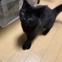 甘えん坊子猫の里親募集！