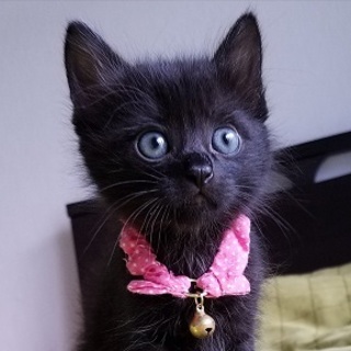 兄弟一緒にご家族にして下さる方！