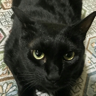 トライアル決定！　甘ったれバスちゃん