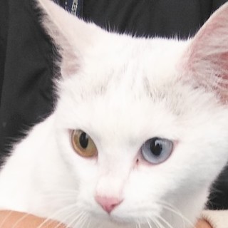 オッドアイの白猫