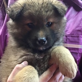 ♂４８６里親さん募集です(^-^)