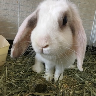 牧草が大好きなロップイヤーです