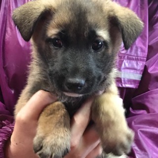 ♂４９７里親さん募集です(^-^)