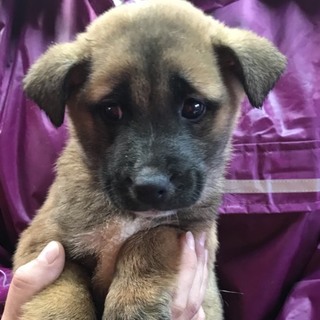 ♂４９６里親さん募集です(^-^)