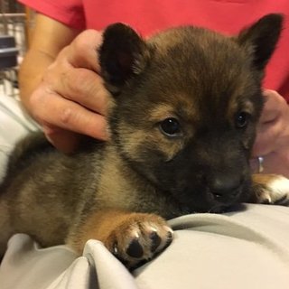 保健所からレスキューした子犬⑧