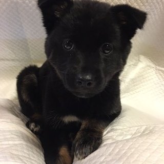 保健所からレスキューした子犬⑨