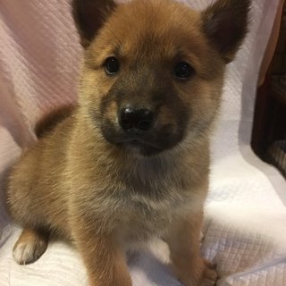 保健所からレスキューした子犬⑩